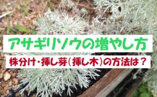 1 水やりや肥料は アサギリソウ 朝霧草 を育ててみよう シルバーリーフのマメ図鑑