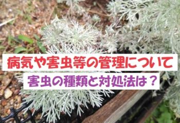 5 害虫の種類と対処法は アサギリソウ 朝霧草 を育ててみよう シルバーリーフのマメ図鑑